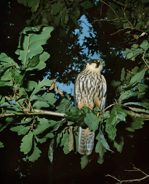 Eurasian Hobby Falco Subbuteo Adulte Debout Sur Branche — Photo