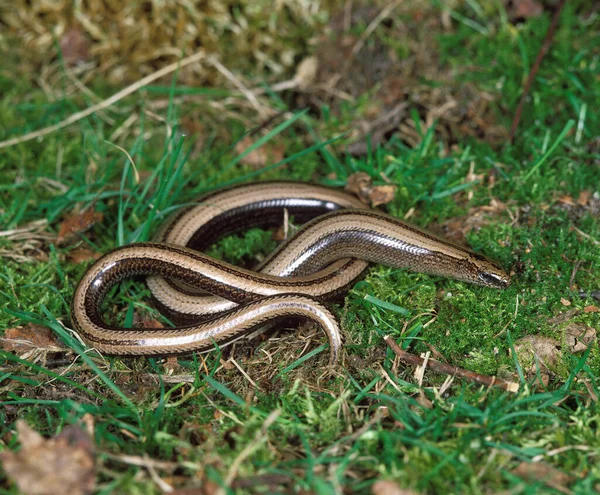 Slow Worm Anguis Fragilis Adult Standing Grass — Stock Photo, Image