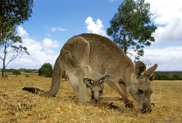 Eastern Grey Kangaroo Macropus Giganteus Female Young Pouch Australia — стокове фото
