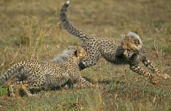 Cheetah Acinonyx Jubatus Cub Tocando Masai Mara Park Quênia — Fotografia de Stock