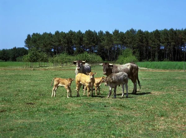 Базадейский Скот Французская Порода Коровы Теленком — стоковое фото