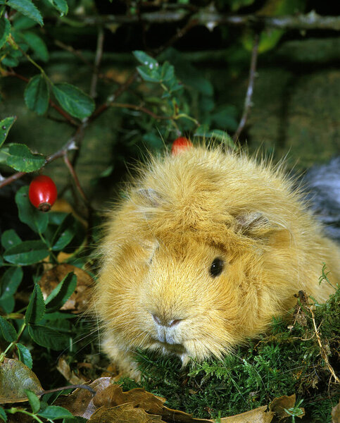 Guinea Pig, cavia porcellus, Adult 