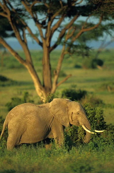 Αφρικανικός Ελέφαντας Loxodonta Africana Πάρκο Masai Mara Στην Κένυα — Φωτογραφία Αρχείου