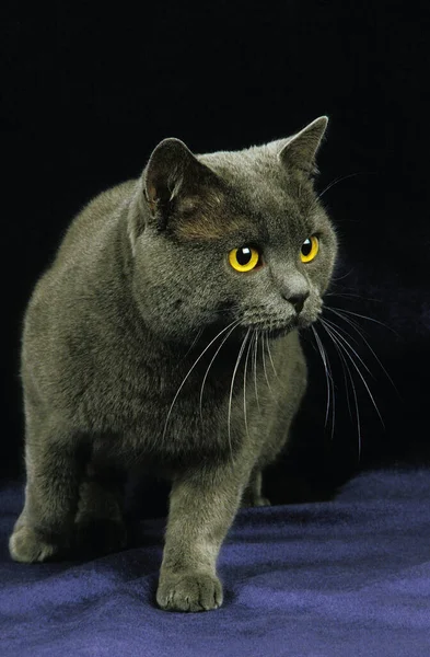 Chartreux Hauskatze Erwachsene Vor Schwarzem Hintergrund — Stockfoto