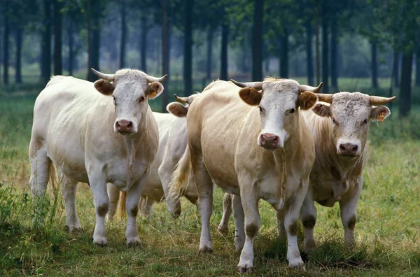 Charolais Szarvasmarha Egy Francia Fajta Csorda — Stock Fotó