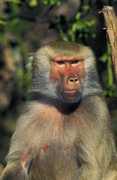 Hamadryas Baboon Papio Hamadryas Πορτρέτο Της Γυναίκας — Φωτογραφία Αρχείου