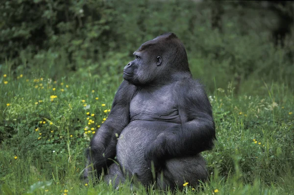 Gorila Gorila Gorila Silverback Adulto Masculino Sentado Grama — Fotografia de Stock