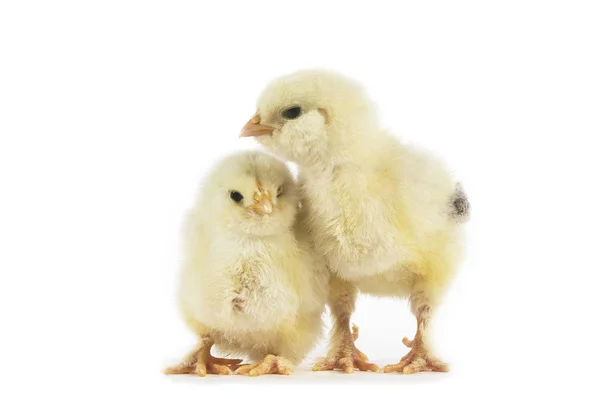 Domestic Chicken Chicks White Background — Stock Photo, Image