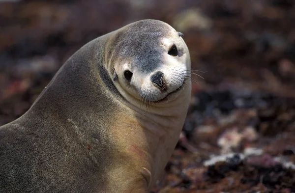 Australischer Seelöwe Neophoca Cinerea Portrait Adult Australien — Stockfoto