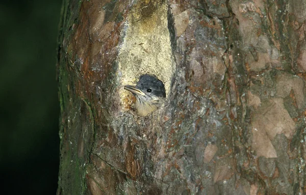 Eurasian Nuthatch Sitta Europaea Chick Standing Nest Entrance Normandy — Stock Photo, Image