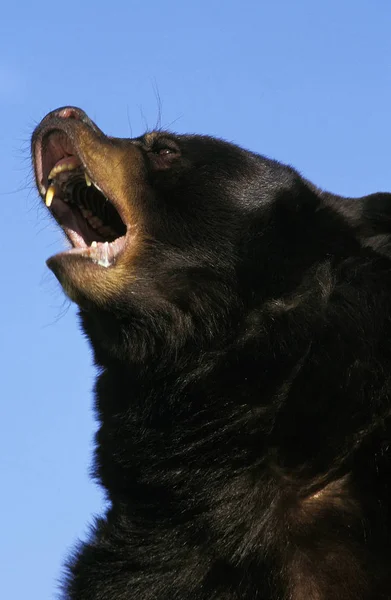 American Black Bear Ursus Americanus Adulto Con Boca Abierta Canadá — Foto de Stock