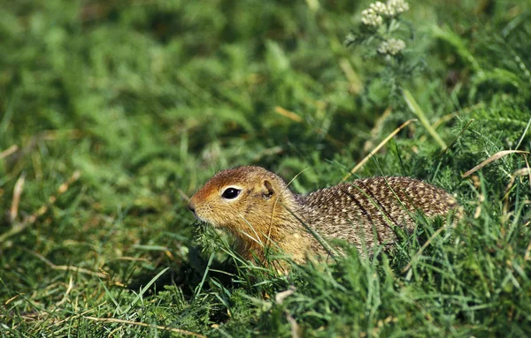 Black Tail Prairie Dog Cynomys Ludovicianus Adulto Grama — Fotografia de Stock