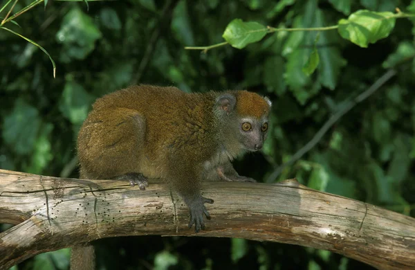 Western Bamboo Lemur Hapalemur Griseus Occidentalis Volwassen Staande Tak — Stockfoto