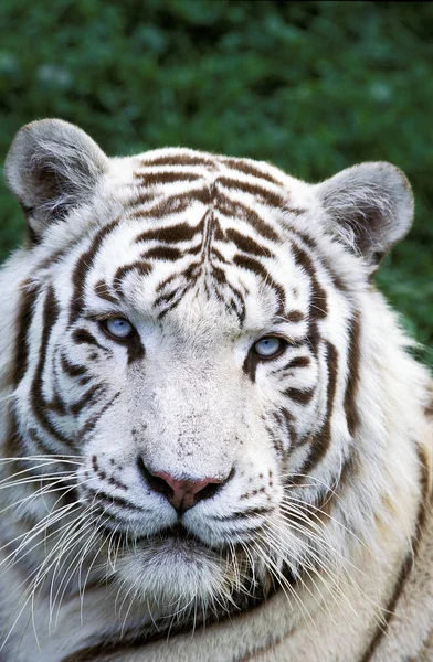 Weißer Tiger Panthera Tigris Porträt Eines Erwachsenen Stockbild