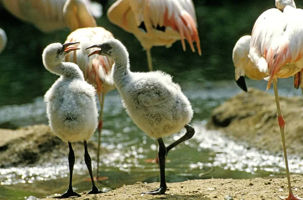 Chilean Flamingo Phoenicopterus Chilensis Group Adults Chicks Royalty Free Stock Images