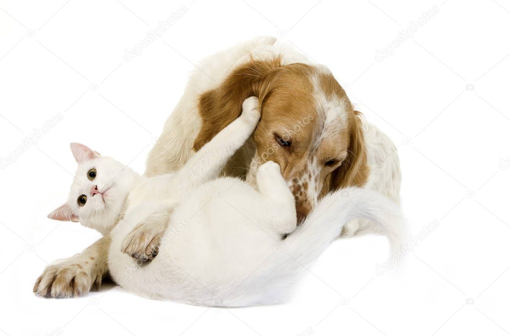 French Spaniel Male (Cinnamon Color) with White Domestic Cat playing against White Background   