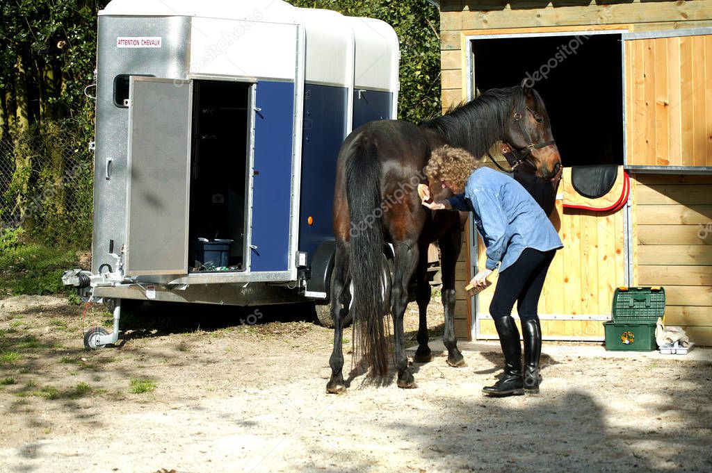 Woman with English Thoroughbred Horse, Horse Grooming 