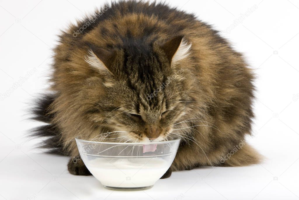 Angora Domestic Cat, Male drinking Milk against White Background  