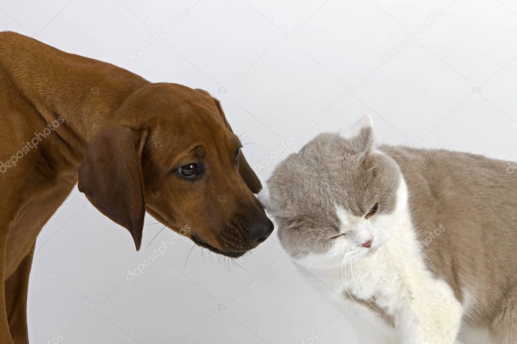 Male Lilac and White British Shorthair Domestic Cat with a Rhodesian Ridgeback 3 Months old Puppy   