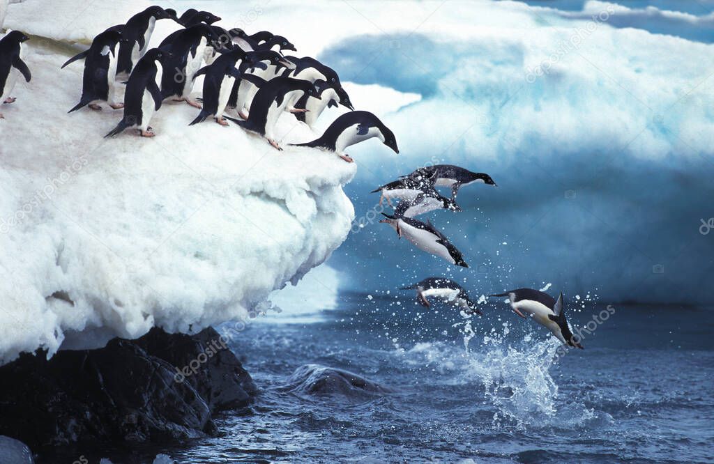 Adelie Penguin, pygoscelis adeliae, Group Leaping into Ocean, Paulet Island in Antarctica    