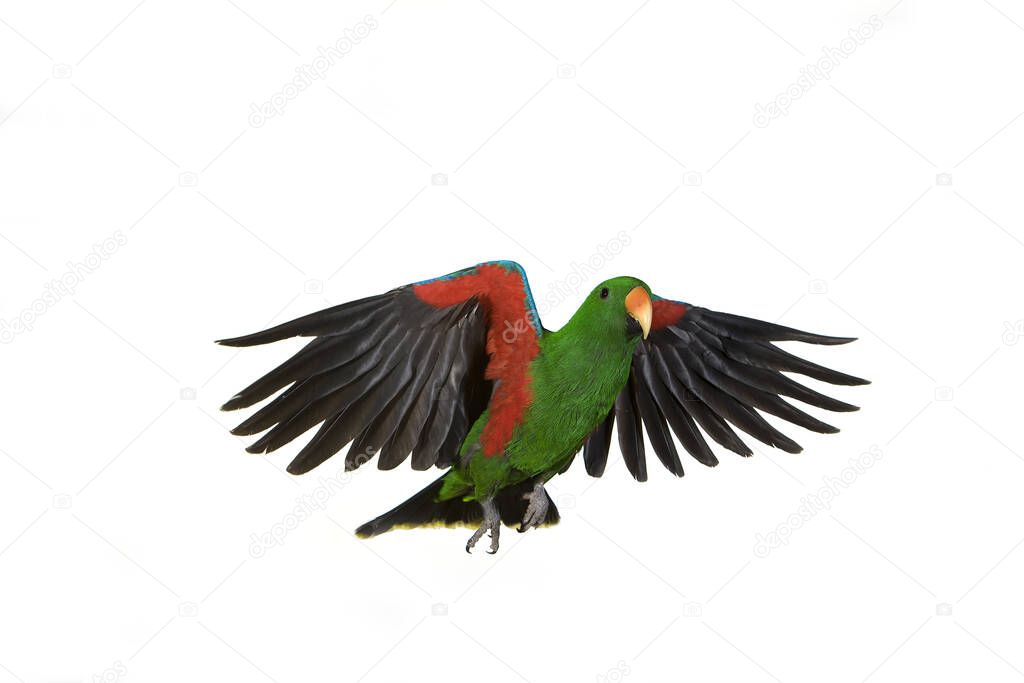 Eclectus Parrot, eclectus roratus, Male in Flight against White Background  
