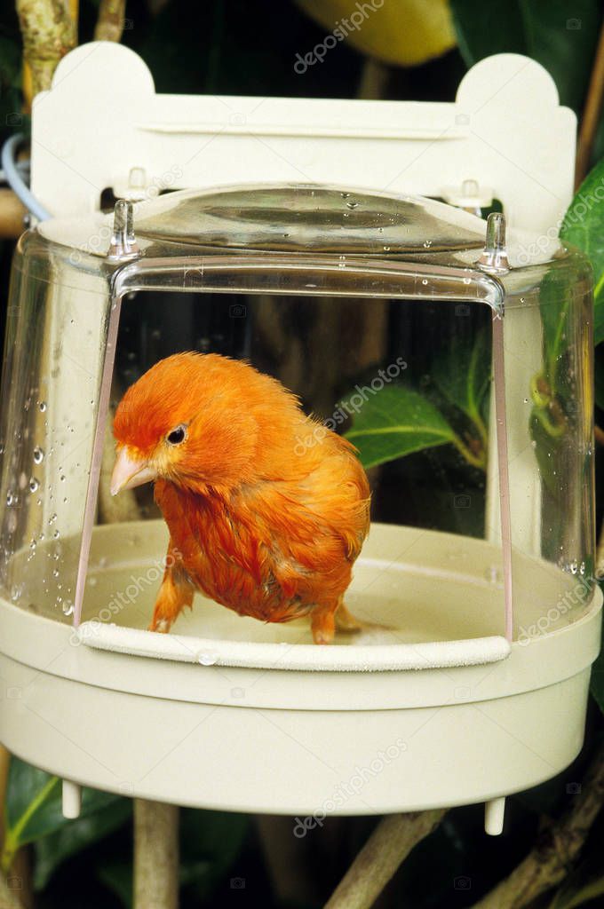 Red Canary, serinus canaria, Adult having a Bath  