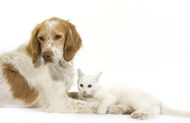Beyaz Arka plan karşısında yatan Beyaz Evcil Kedili Fransız Spaniel Erkek (Tarçın Rengi)  