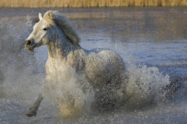 Camargue Atı Galloping in Swamp, Saintes Marie de la Mer in Güney Fransa  