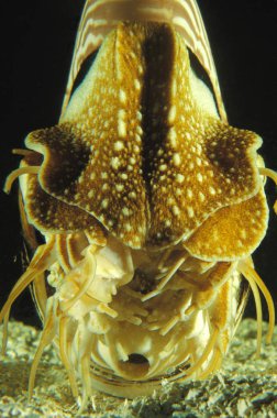 Nautilus, nautilus macromphalus, natural background     clipart