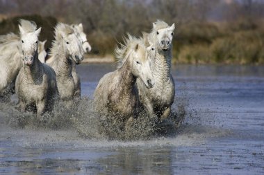 Camargue Atları, Herd Bataklıkta, Saintes Marie de la Mer Güney Fransa 'da   