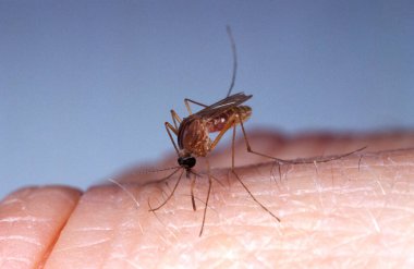 Sivrisinek, Culex quinquefasciatus, Yetişkin Isıran Cildi, Florida  