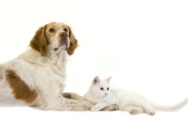 Beyaz Arka plan karşısında yatan Beyaz Evcil Kedili Fransız Spaniel Erkek (Tarçın Rengi)  