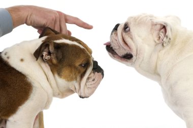 İngiliz Bulldog, Beyaz Arkaplan Karşıtı Kadınlar  