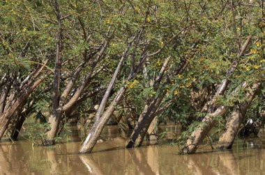Balsa Ağacı, Aeschynomene elaphroxylon, Kenya 'daki Baringo Gölü' nde ağaçlar 