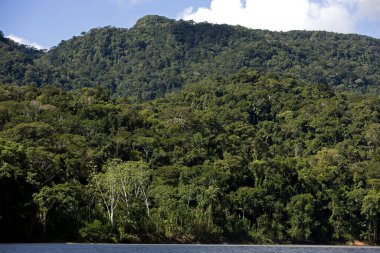 Yağmur Ormanları ve Madre de Dios Nehri, Peru Manu Milli Parkı  