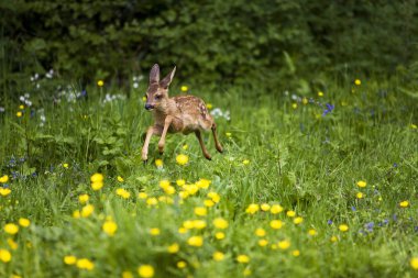 Roe Deer, capreolus capreolus, Fawn Sarı Çiçekler 'de duruyor, Normandiya  