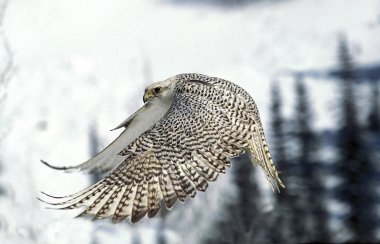 Gyrfalcon, Falco Rusticolus, Yetişkin Uçuşu, Kanada 