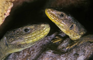 Ocellated Lizard, lacerta lepida, Yetişkinlerin Portresi  