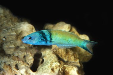 Mavi Başlı Mor Tüy Mavisi Wrasse, Talassoma bifasciatum  