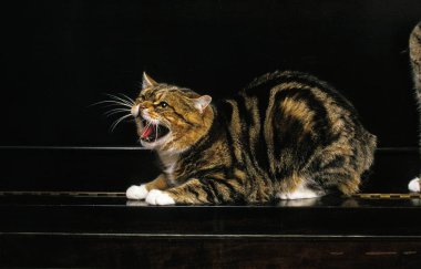 Manx Evcil Kedi, Kuyruksuz Kedi Yavrusu, Piyano 'nun üzerinde duran Yetişkin Kedi, Hırıltı  