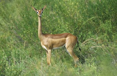 Gerenuk ya da Waller 's Gazelle, litocranius Walleri, Kenya' daki Samburu Parkı 'nda kadın.  