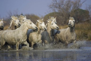 Camargue At, Herd Dörtnala Swamp, Saintes Marie de la Mer Fransa 'nın güneydoğusunda  