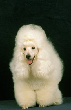 Beyaz Dev Kaniş, Yetişkinlere Karşı Siyah Arkaplan  