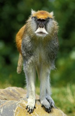 Patas Monkey, erythrocebus patas, Erkek kaya üzerinde duruyor 