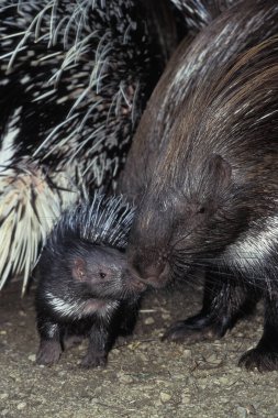 Armalı Kirpi, Hystrix Cristata, Genç Kadınlı  