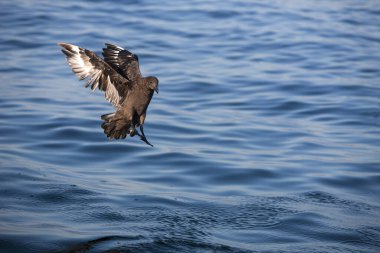 Antarktika Skua, Katarta Antarktika, Uçuşta Yetişkin, Güney Afrika 'da Yanlış Körfez  