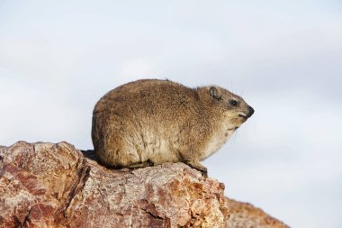 Rock Hyrax veya Cape Hyrax, procavia capensis, Kayaların üzerinde duran yetişkin, Güney Afrika 'da Hermanus   