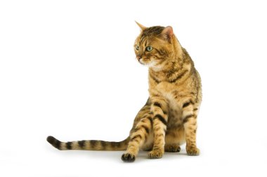 Kahverengi Bengal Bengal Evcil Kedisi, Yetişkin Beyazlara Karşı Oturuyor  