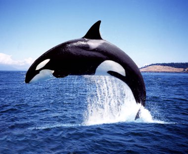 Katil Balina, Orcinus Orkası, Yetişkin İhlali, Orca Adası yakınlarındaki Kanal  