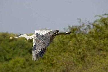 Beyaz boyunlu balıkçıl, ardea cocoi, Yetişkin Uçuşu, Los Lianos Venezuela  